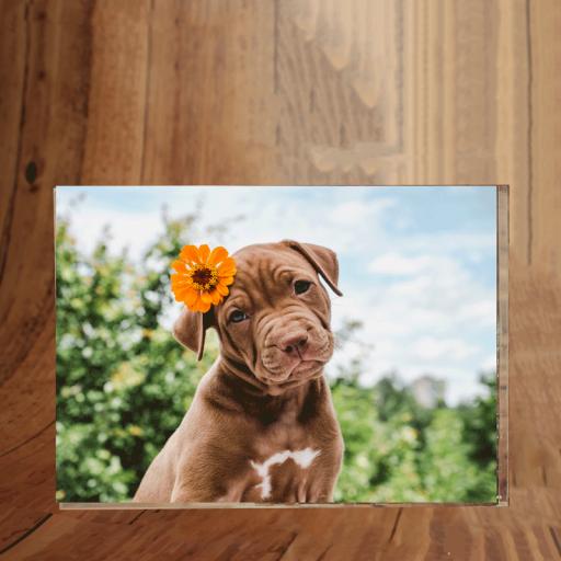Pets Photoblock Landscape